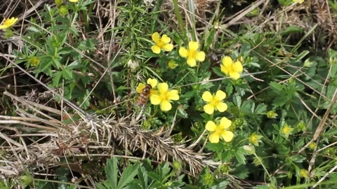 A bee doing its job in wild, yellow flowers Stock Footage 260226320