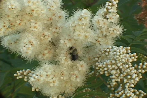 A bee doing is work in a flower 스톡 동영상 372329