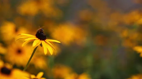 Bee Dolly Right Slow Stock Footage 57733434