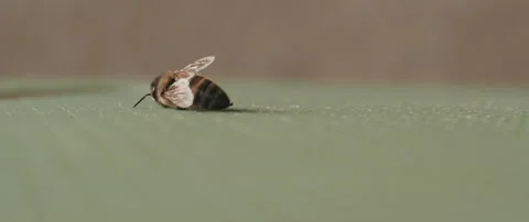 A bee dragging and titling over Stock Footage 151719504