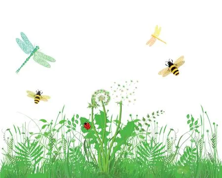 Bee, Dragonfly, Ladybug, on meadow, white background Stock Illustration