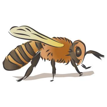 Bee Drawing and Vector Illustration Stock Illustration