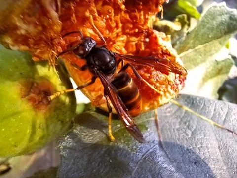 Bee drawing in a fig Stock Photos