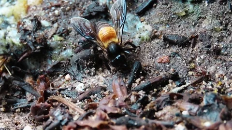Bee Drink Water Stock Footage 276170927