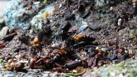 Bee Drink Water Stock Footage 276170949