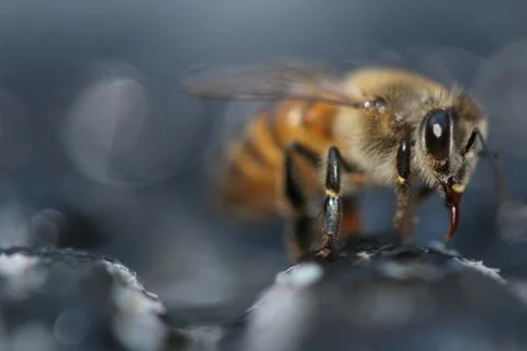 Bee drinking with, black  boheh background. Stock Photos