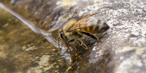 Bee drinking Stock Footage 107513939