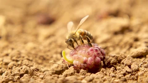 Bee Drinking Juice from Fresh Fallen Mulberry Fruit on Natural Ground Stock Footage 312508742