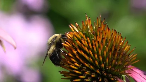 Bee drinking nectar from cone flower Stock Footage 88339001