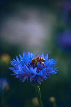 Bee drinking nectar in a Cornflower Stock Photos