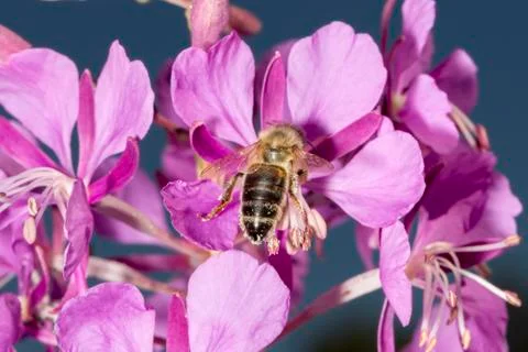 Bee Drinking nectar from Fireweed Stock Photos