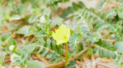 A bee drinking nectar from the flower. Stock Footage 49744200