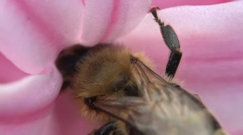 Bee Drinking Nectar Flower Hyacinth, Macro Video stock 61253008