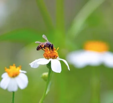 A bee  drinking nectar from the flower Stock Photos