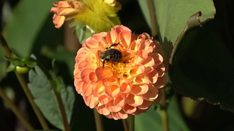 Bee drinking nectar from marigold Stock-Footage 88339006