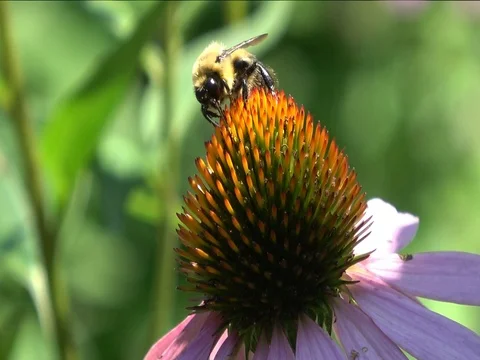 Bee drinking nectar, pollinating cone flower Video stock 78684109