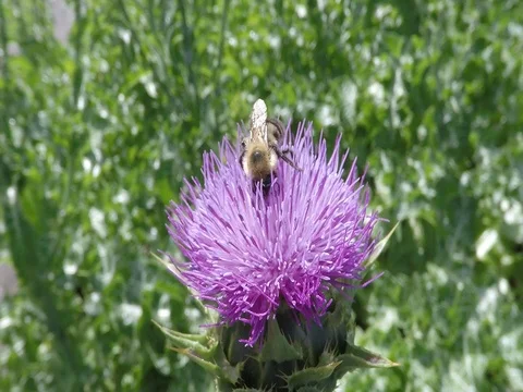 Bee drinking nectar, pollinating  flower Stock Footage 78684098