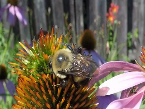 Bee drinking nectar, pollinating  flower Stock-Footage 78684111