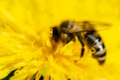 The bee is drinking nectar from a yellow dandelion. Soft focus photo. Stock Photos