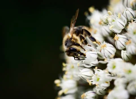 The bee is drinking pollen from the onion flower Stock Photos