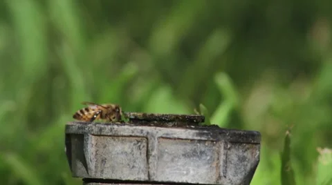Bee drinking water close up Video stock 7766443