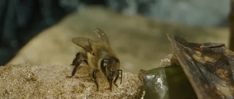 Bee drinking water Stock Footage 264073297