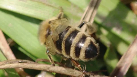 Bee is drinking water from a leaf (close-up) Stock Footage 279180660