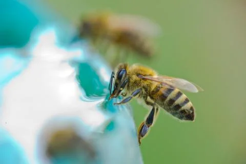Bee drinking water Stock Photos