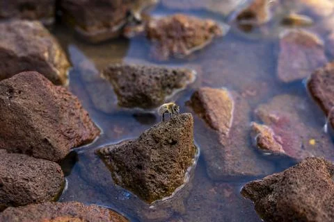 Bee Drinking Water on Rocks 2 Stock Photos