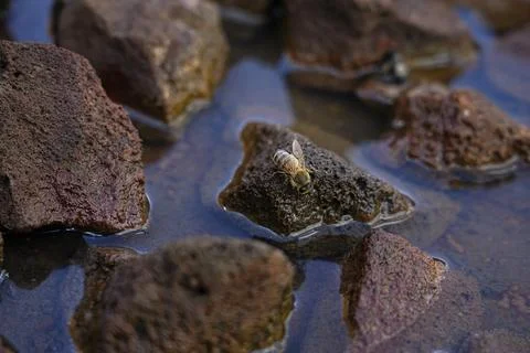 Bee Drinking Water on Rocks 3 Stock Photos