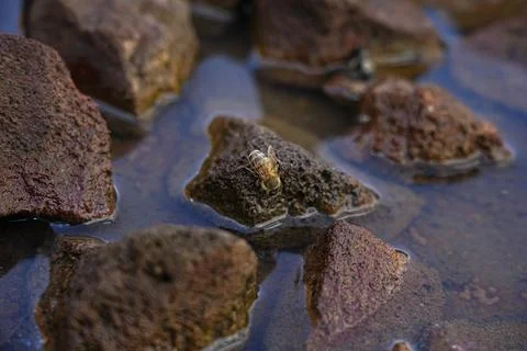 Bee Drinking Water on Rocks 4 Stock Photos