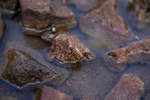 Bee Drinking Water on Rocks 5 Stock Photos