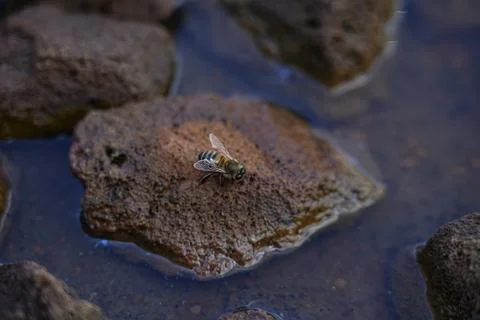 Bee Drinking Water on Rocks 7 Stock Photos