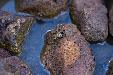 Bee Drinking Water on Rocks 8 Stock Photos