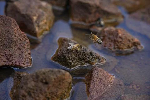 Bee Drinking Water on Rocks 9 Stock Photos