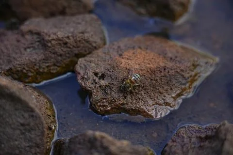 Bee Drinking Water on Rocks Foto stock