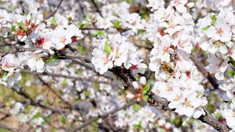 Bee drinks nectar on blossoming tree. Nature, spring season. Stock Footage 236476645