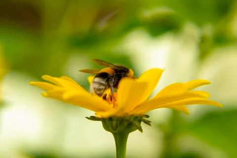 Bee drinks nectar from a false sunflower Stock Photos