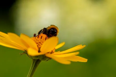 Bee drinks nectar from a false sunflower Stock Photos
