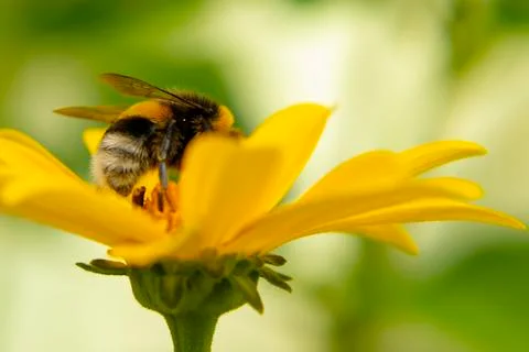 Bee drinks nectar from a false sunflower Stock Photos