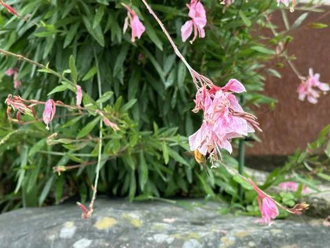 A Bee drinks nectar inside a Pink Flower with green leaves and stones Stock Photos