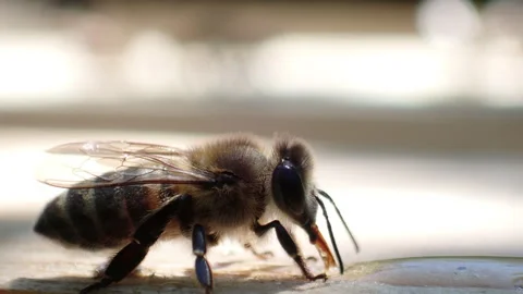 The bee drinks from a sweet drop of honey Stock Footage 158013530
