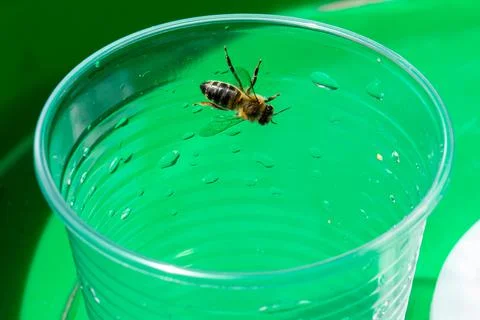 Bee drinks water from a disposable plastic cup Stock Photos