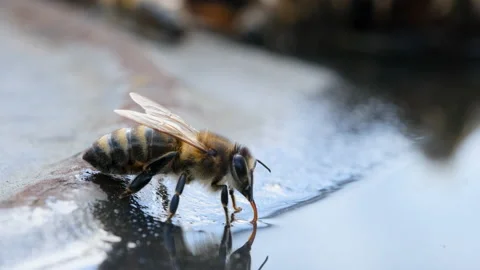 A bee drinks water. Insects and water. Apiculture. Macro video 4k. Stock Footage 239762697