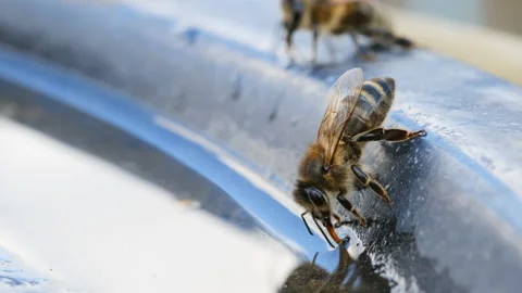 The bee drinks water in the summer. Macro video 4k. Stock Footage 238744170