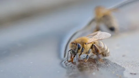 The bee drinks water in the summer. Macro video 4k. Stock Footage 238744233