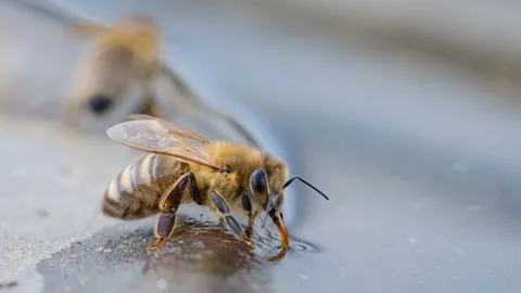 The bee drinks water in the summer. Macro video 4k. Stock Footage 239179950