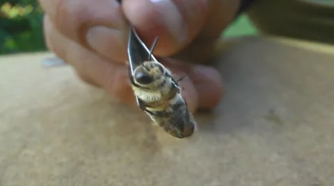 Bee (drone) hold in forceps Видео 7907800