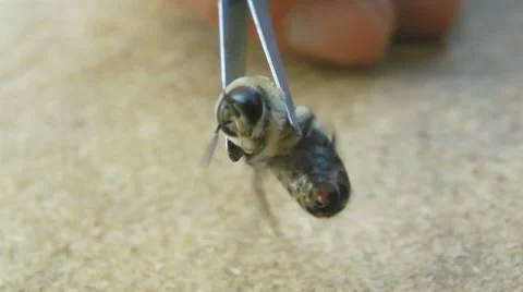 Bee (drone) hold in forceps Stock Footage 7907807