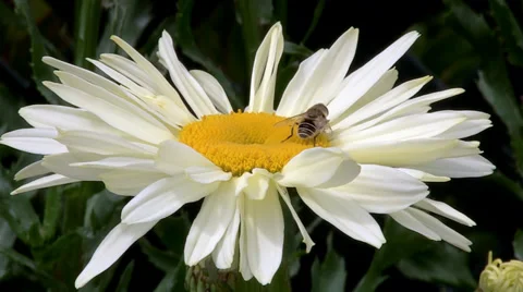Bee like dronefly on white Leucanthemum daisy flower Stock Footage 39936216